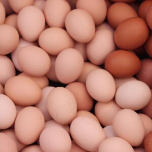 Gezen Tavuk Yumurtası