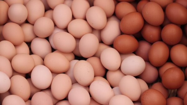 Gezen Tavuk Yumurtası